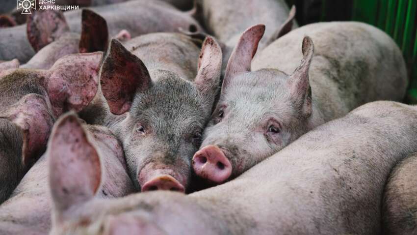 На Харьковщине из-за удара погибли тысячи свиней