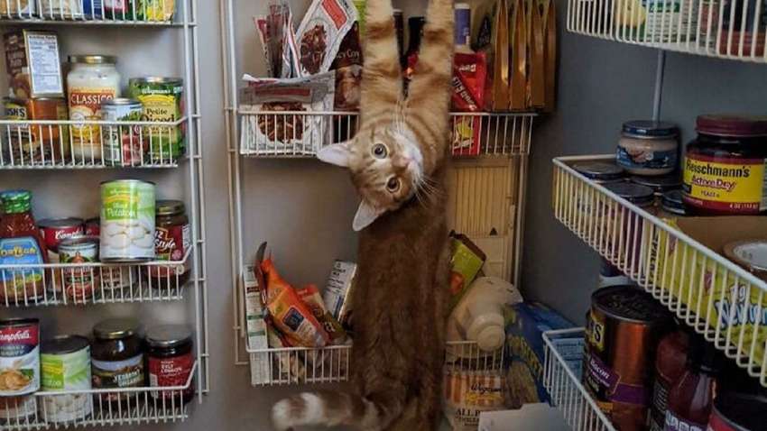 Смешные фото котов, которые точно улучшат настроение Смешные фото котов, которые точно улучшат настроение