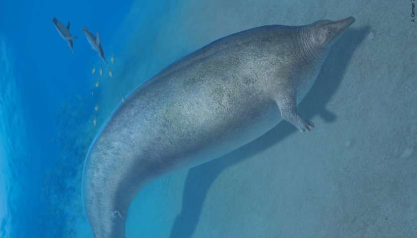 Вчені знайшли найважчий вид тварин за всю історію Землі