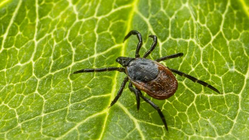 Каждый третий клещ носитель опасной инфекции: результаты исследования Каждый третий клещ носитель опасной инфекции: результаты исследования