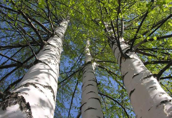 Медики назвали березовый деготь одним из самых эффективных природных лекарств
