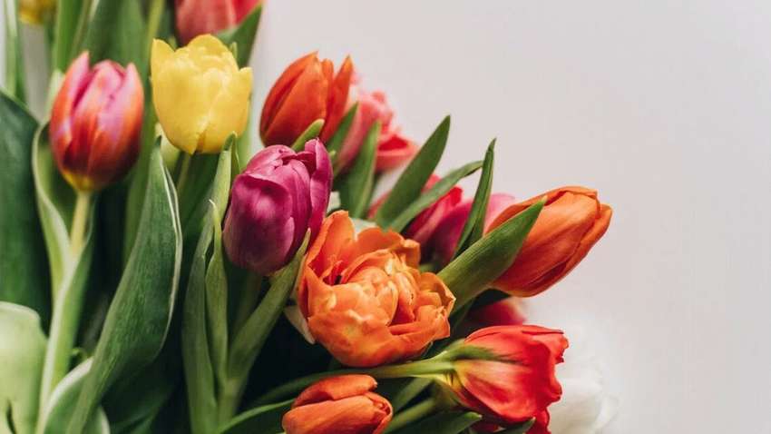 Празднуют ли украинцы 8 марта: результаты социологического опроса Празднуют ли украинцы 8 марта: результаты социологического опроса