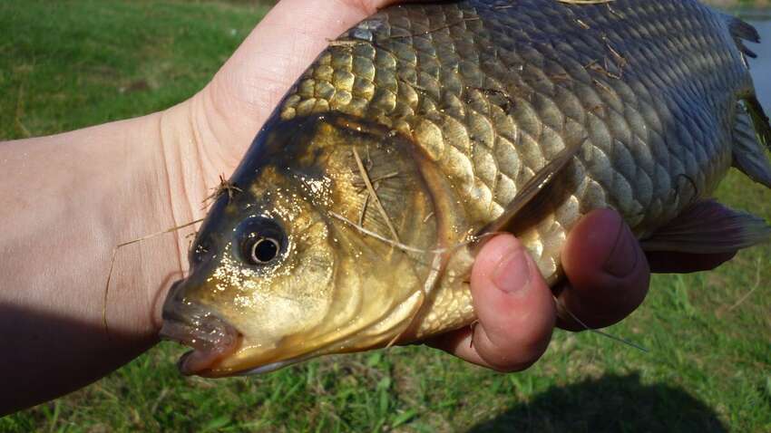 Стоит копейки, а витаминов имеет больше всего: о какой рыбе идет речь Стоит копейки, а витаминов имеет больше всего: о какой рыбе идет речь