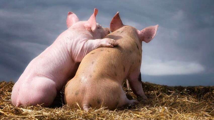 Сонник: до чого сниться свиня Сонник: до чого сниться свиня