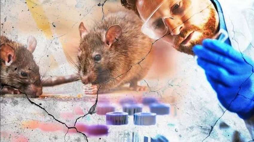 На территории Украины зафиксирован случай заражения хантавирусом