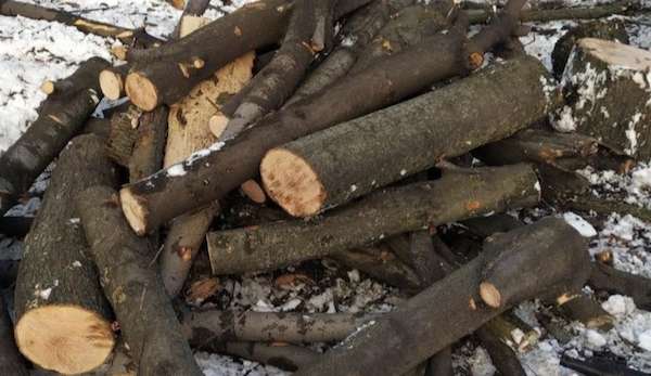 Військові на фронті теж заготовляють дрова: чи штрафуватимуть їх після перевірок «на нулі»