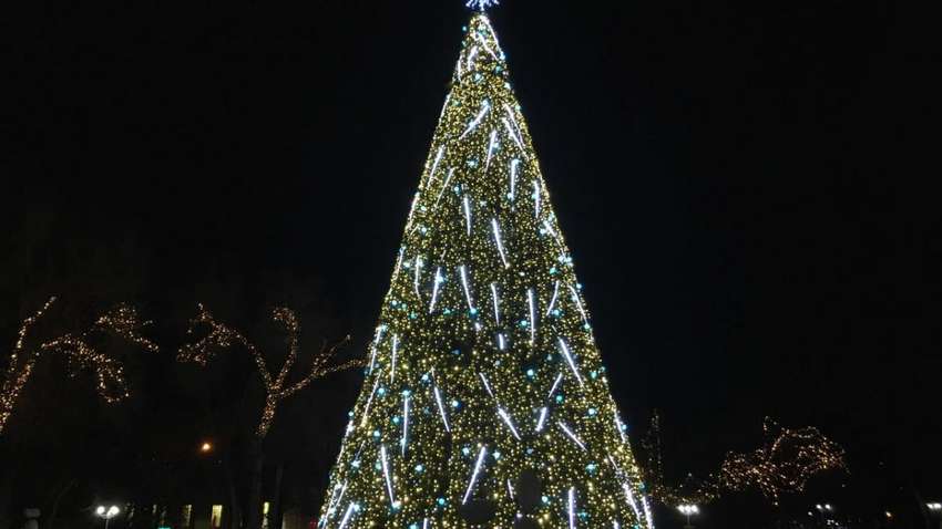 Найдорожчі та найдешевші: в українських містах підрахували вартість новорічних ялинок Найдорожчі та найдешевші: в українських містах підрахували вартість новорічних ялинок