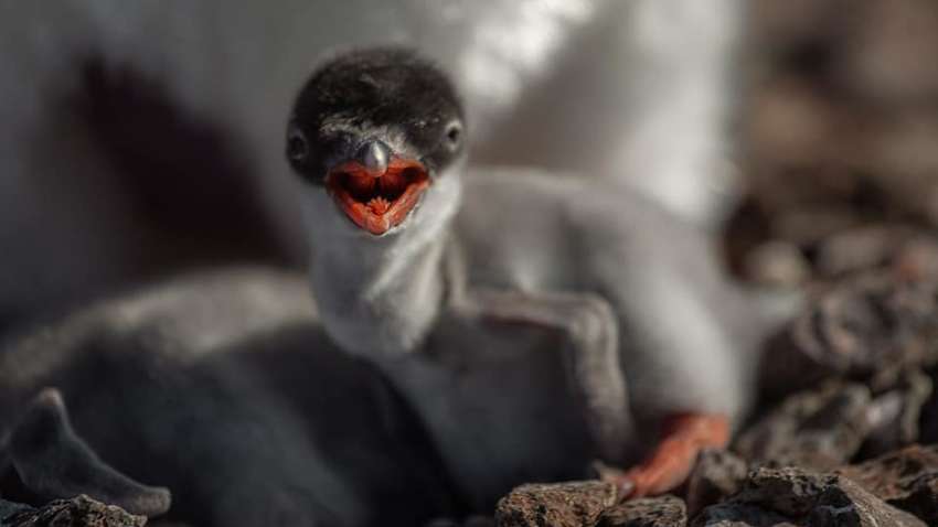 Українські полярники показали нові світлини новонароджених пінгвінів: мімішні фото