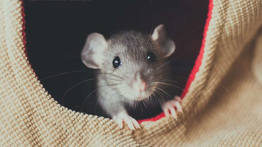 Ученые научили крыс играть в прятки 