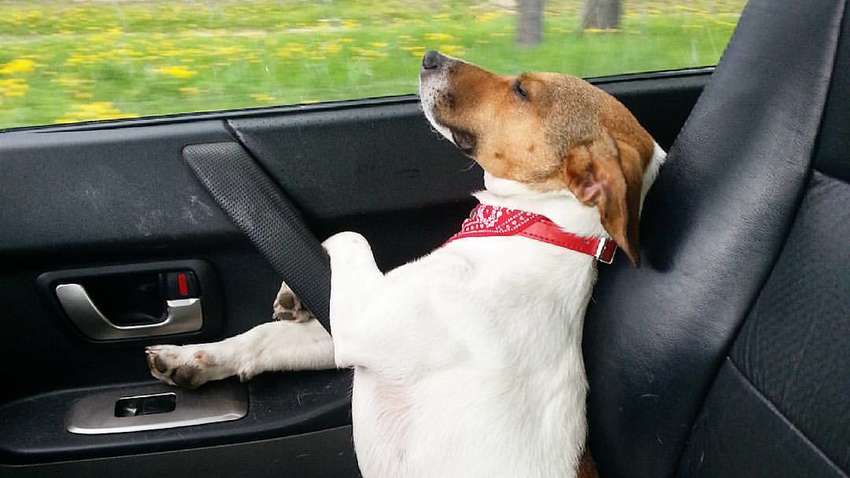 Смішні витівки собак, які змусять вас посміхнутися (Фото)  Смішні витівки собак, які змусять вас посміхнутися (Фото)