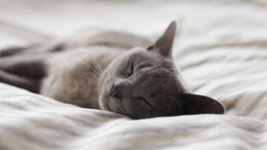 Як заснути за 2 хвилини: вчені запропонували ще один спосіб Як заснути за 2 хвилини: вчені запропонували ще один спосіб