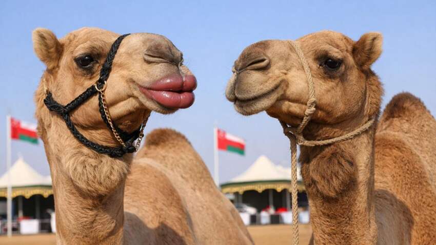 С конкурса красоты верблюдов дисквалифицировали 20 животных из-за ботокса, силикона и пластики С конкурса красоты верблюдов дисквалифицировали 20 животных из-за ботокса, силикона и пластики