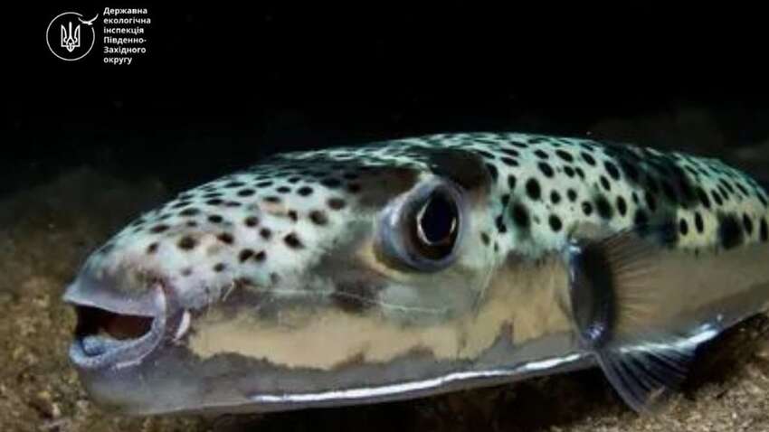 Нова загроза в Чорному морі: виявили смертельно отруйну рибу