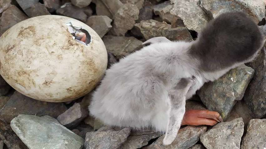 На День Святого Николая на Станции Вернадского произошло чудо - появились первые в этом году пингвинята На День Святого Николая на Станции Вернадского произошло чудо - появились первые в этом году пингвинята