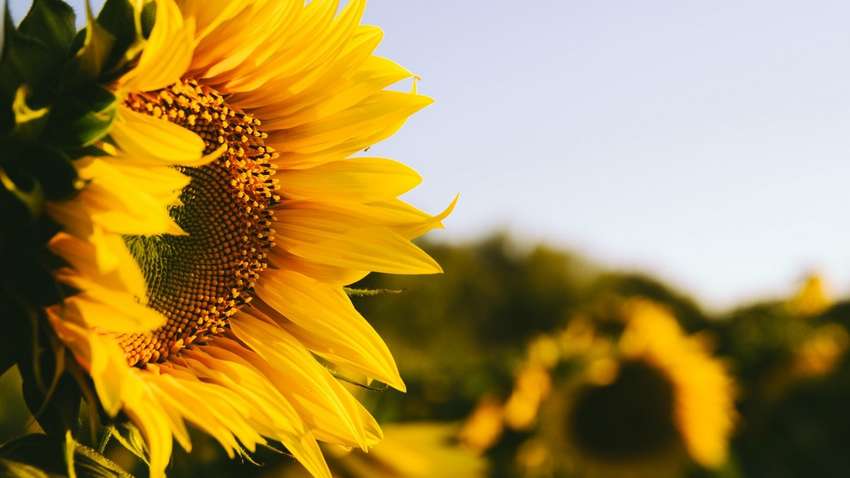 До шести місяців: вчені пророкують довге літо і спеку До шести місяців: вчені пророкують довге літо і спеку