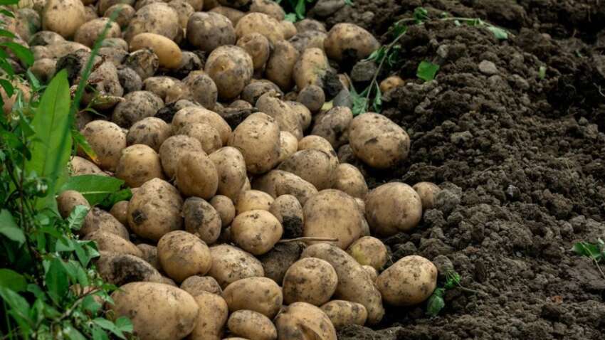 Не садіть у ці дні: коли картопля дасть максимальний урожай у травні