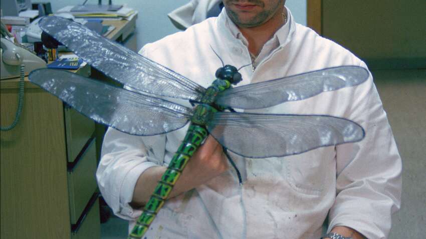 Чому вимерли гігантські комахи: вчені зруйнували 30-річний міф