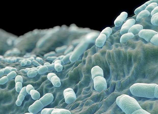 В Испании скончалась женщина от отравления бактериями в мясных продуктах