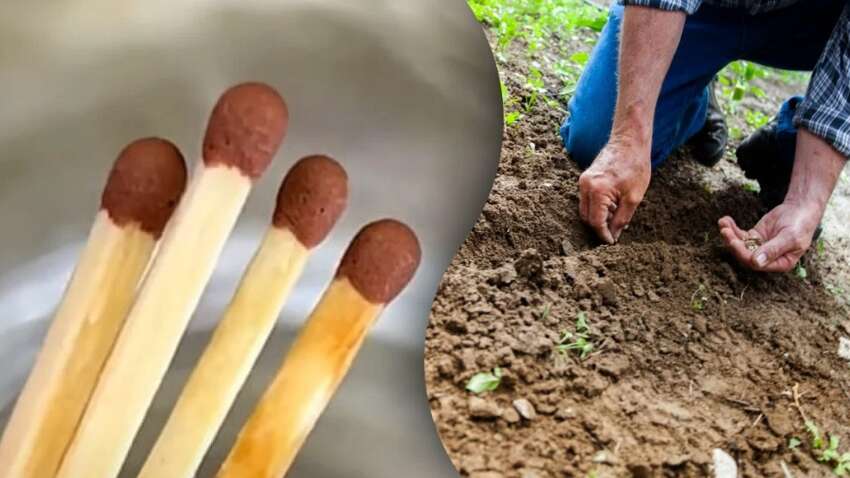 Зачем класть спичку в рассаду: этот мартовский лайфхак поразит каждого дачника 