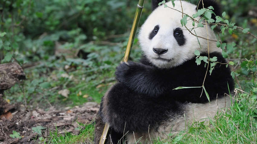 Падав на землю і бив лапами як маленька дитина: панда влаштував істерику через відібрану іграшку