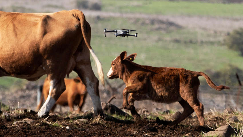 Выпасать коров будут дроны: собаки нервируют животных