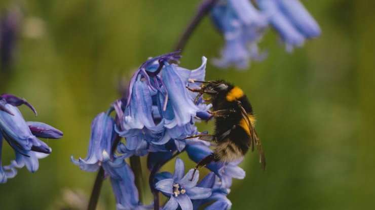 Какие традиции и праздники отмечают 29 мая в Украине и мире Какие традиции и праздники отмечают 29 мая в Украине и мире