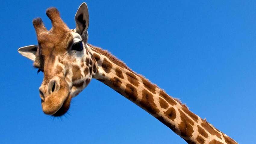 Почему у жирафа такие длинные ноги: раскрытая учеными причина поражает