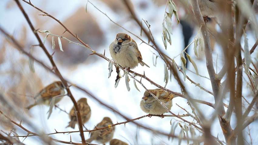 Украину накроет новое похолодание: синоптик назвала точные даты