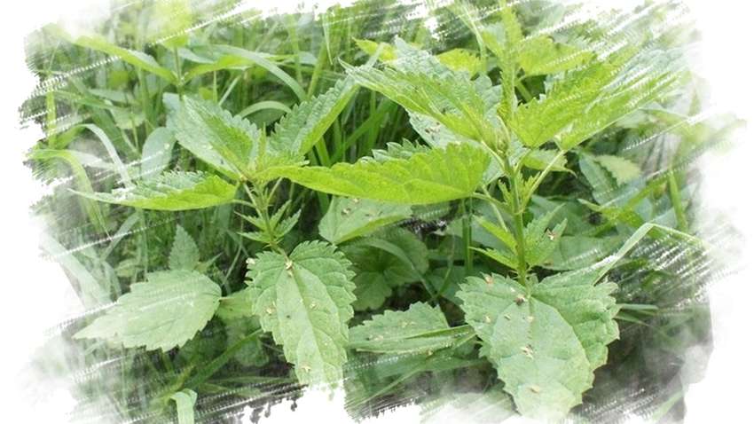 Названы удивительные свойства крапивы для здоровья Названы удивительные свойства крапивы для здоровья