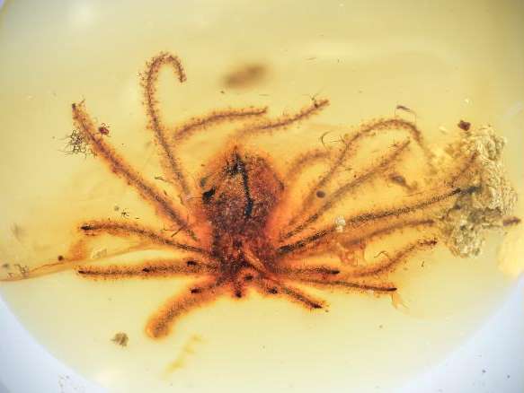 У бурштині знайшли ідеально збережені квіти віком майже 100 мільйонів років (ФОТО) У бурштині знайшли ідеально збережені квіти віком майже 100 мільйонів років (ФОТО)