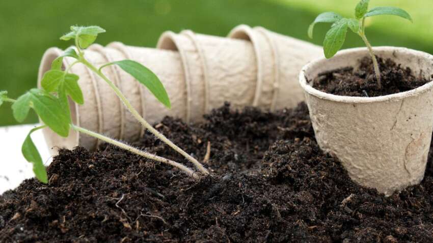 Как подготовить землю для рассады, чтобы получить прочную лестницу: новые советы агрономов и опытных огородников