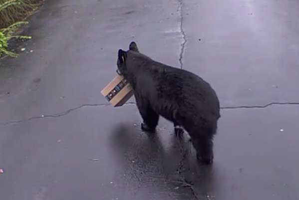 В США медведь украл посылку Amazon просто с крыльца дома В США медведь украл посылку Amazon просто с крыльца дома