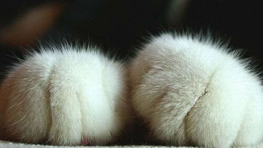 Ученые рассказали, откуда у котов появились белые «носочки» на лапах
