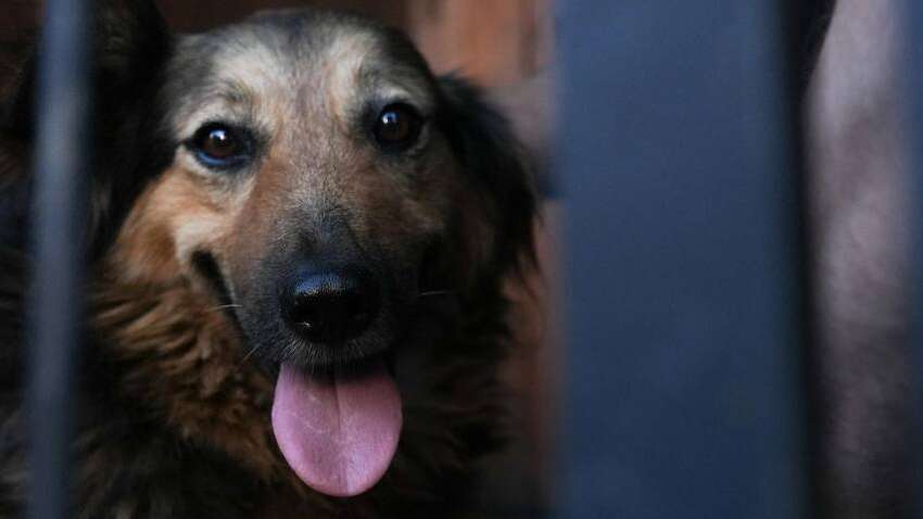 Удар по Києву забрав життя її господаря: що стало з собакою Джессі, яка його чекала