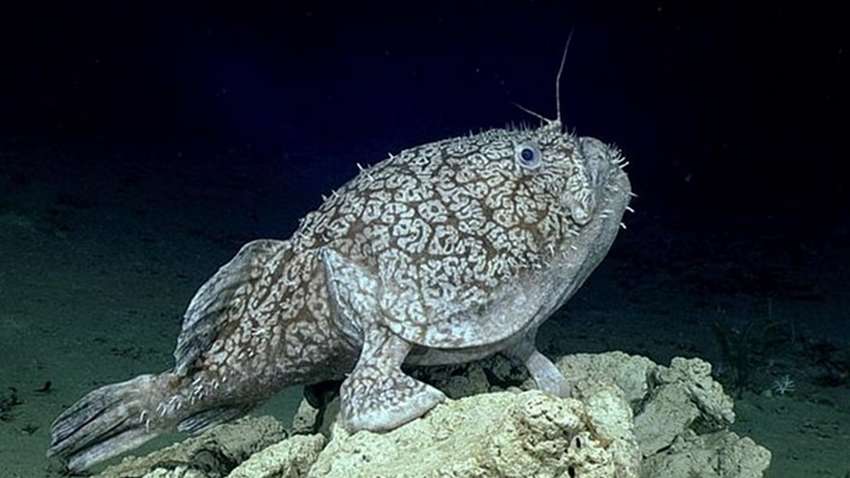 Вчені виявили рибу, яка пересувається на ногах