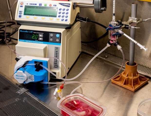 Вчені виростили прототип людської печінки