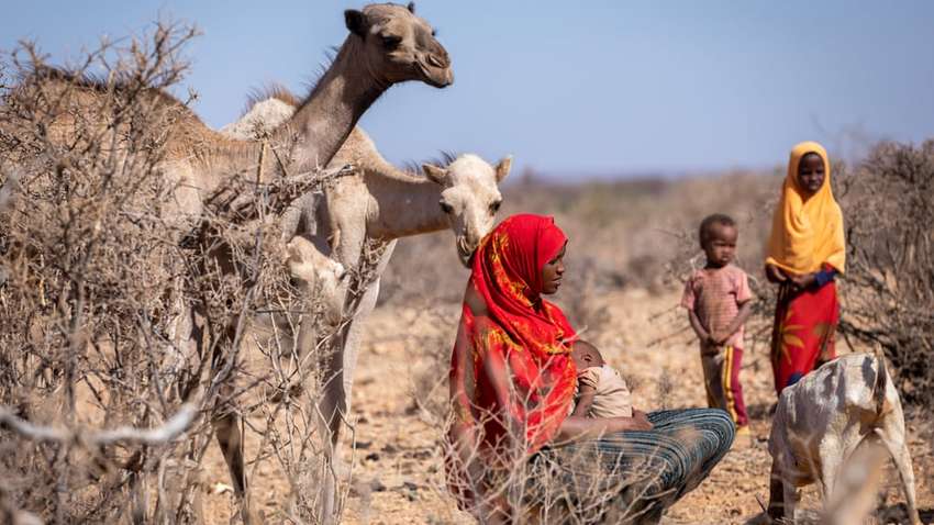 Ефіопії загрожує масштабний голод через сильну посуху