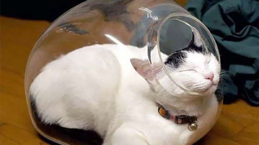 ТОП-20 фото котов, выбравших себе для сна очень странные места