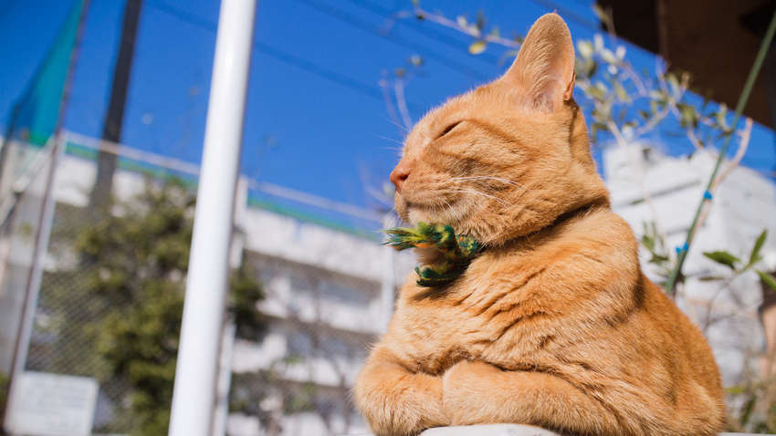 Без дощів і гроз: коли до України повернеться тепло