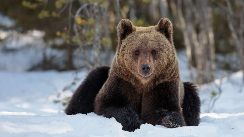 Опасный спуск: как в Румынии турист на лыжах убегал от медведя (ВИДЕО) Опасный спуск: как в Румынии турист на лыжах убегал от медведя (ВИДЕО)