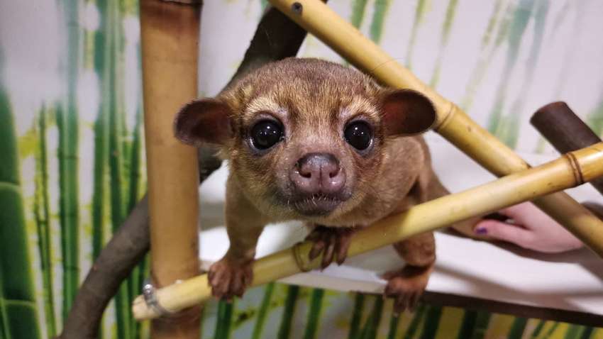 Впервые в зоопарках Киева - милые кинкажу поселились в DREAM TOWN