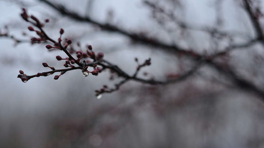 Погода в Україні на 4 квітня: у які області прийде потепління Погода в Україні на 4 квітня: у які області прийде потепління