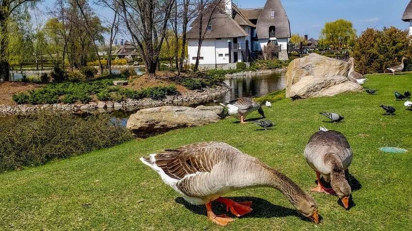 Зоозащитники в шоке: что в Днепре сделали с гусем из местного парка (ВИДЕО)