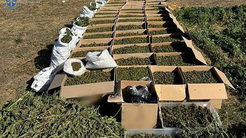 Плантацию конопли и сухой каннабис обнаружили на Запорожье: стоимость "находки" почти 94 млн грн (ФОТО)