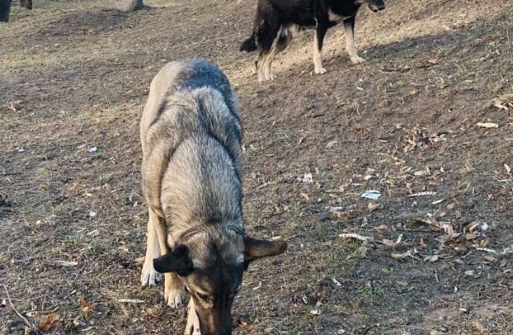 Волонтери дісталися до притулку в Бородянці: вижила лише третина тварин Волонтери дісталися до притулку в Бородянці: вижила лише третина тварин