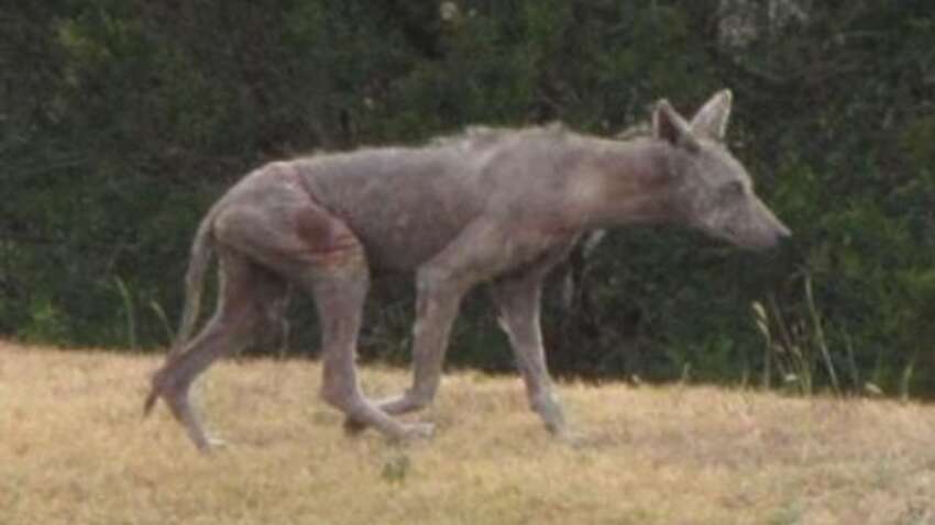 Повернення легенди про «чупакабру»: на Прикарпатті помітили дивну тварину біля людських осель (ВІДЕО)