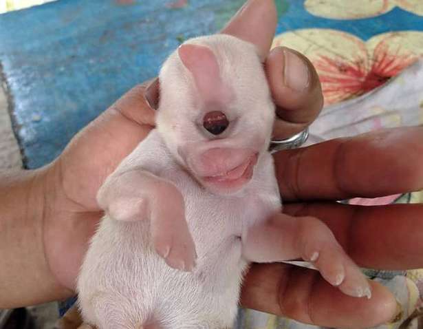 У Таїланді народилася собака-циклоп 