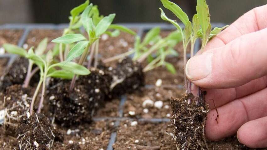 Рассада взойдет как на дрожжах: в чем замачивать семена помидоров, перца и огурцов перед посадкой Рассада взойдет как на дрожжах: в чем замачивать семена помидоров, перца и огурцов перед посадкой