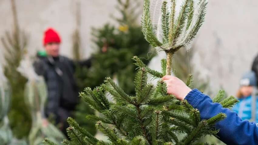 Настоящая — и без штрафов: в Украине стартовала продажа легальных елок