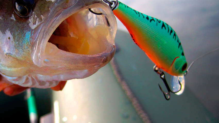 Три самых дорогих искусственных рыболовных приманки